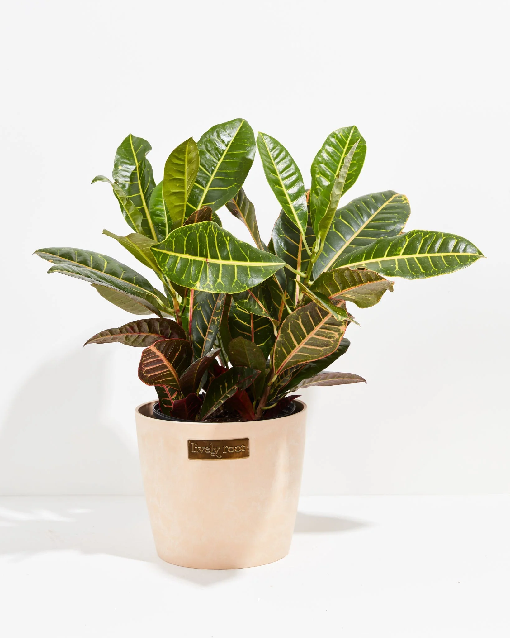 Product image 49